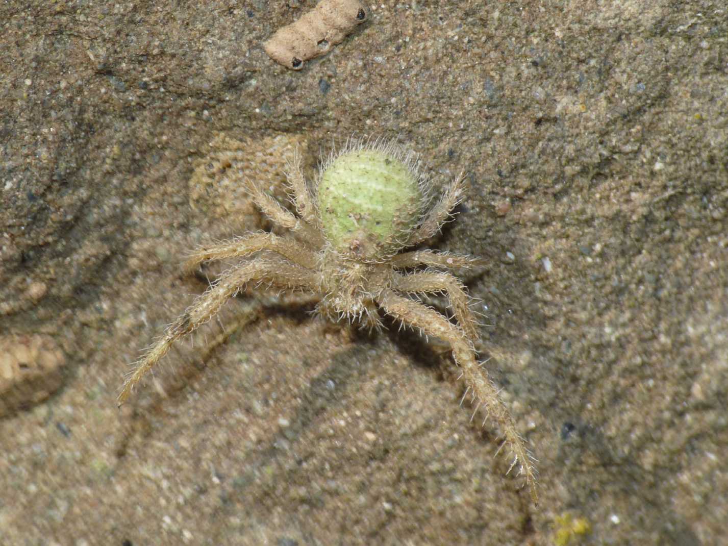 Giovane Heriaeus pallido e infangato
